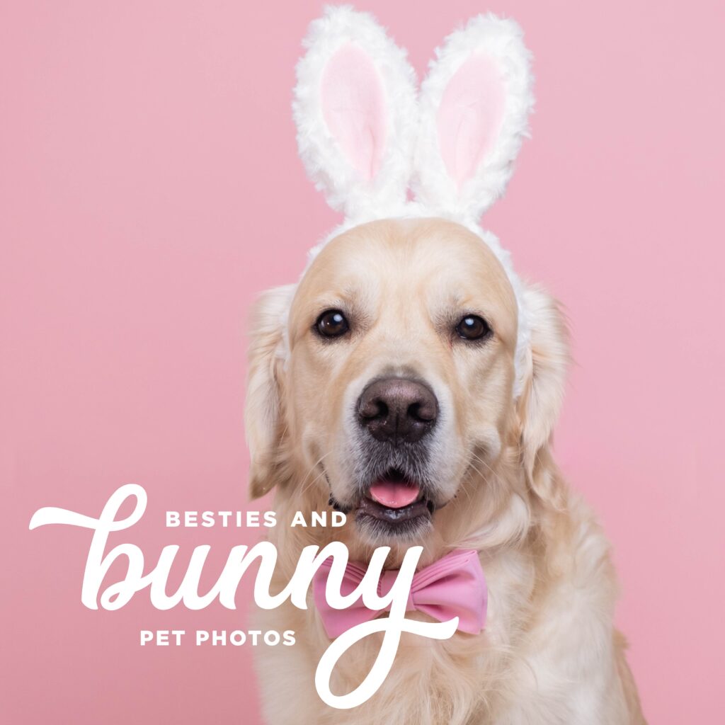 A golden retriever in playful bunny ears and a dapper bow tie, showcasing a delightful and festive appearance.